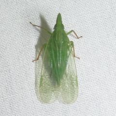 Rhynchomitra microrhina