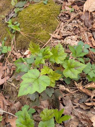 Wherry's Foamflower (Tiarella wherryi)
