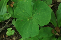 Trillium tschonoskii