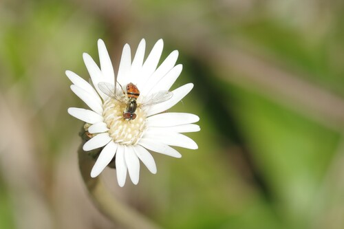 Unknown species found near Orange County, FL, USA
