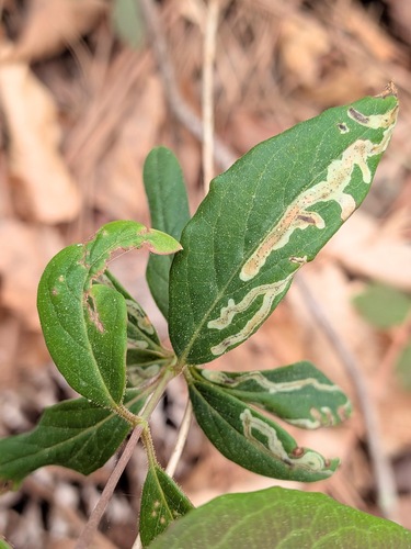 Unknown species found near Blount County, AL, USA