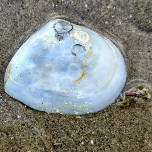 Austromacoma constricta observed 2026-03-23