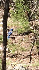 Aphelocoma woodhouseii woodhouseii