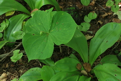 Trillium tschonoskii
