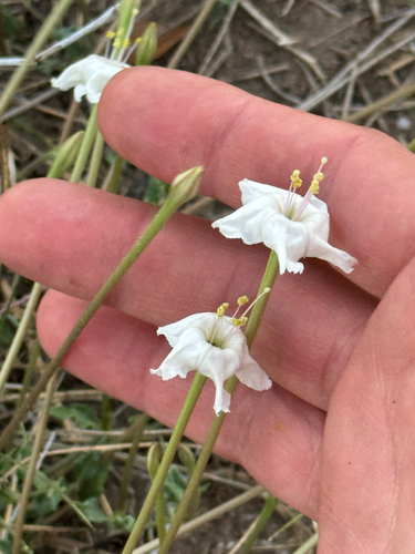 angel trumpets (Acleisanthes longiflora)