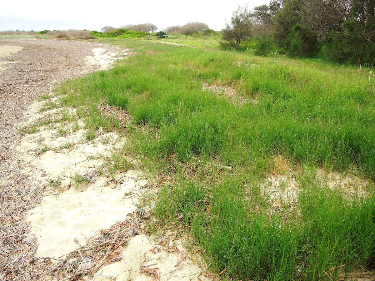 (c) coenobita, certains droits réservés (CC BY) https://www.inaturalist.org/observations/39638729