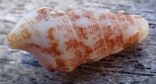 Cerithium eburneum observed 2026-03-17