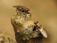 Ochthera tuberculata