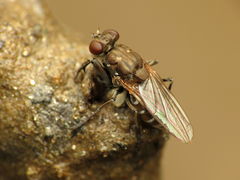 Ochthera tuberculata