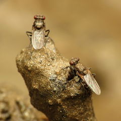 Ochthera tuberculata