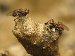 Ochthera tuberculata