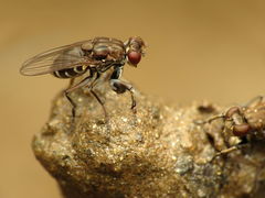 Ochthera tuberculata