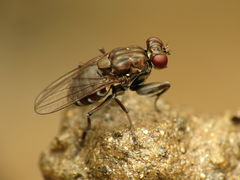 Ochthera tuberculata