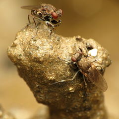 Ochthera tuberculata