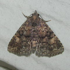 Metalectra miserulata