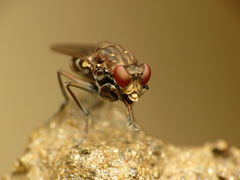 Ochthera tuberculata