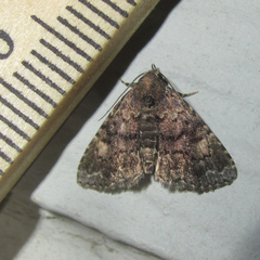 Metalectra miserulata