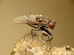 Ochthera tuberculata