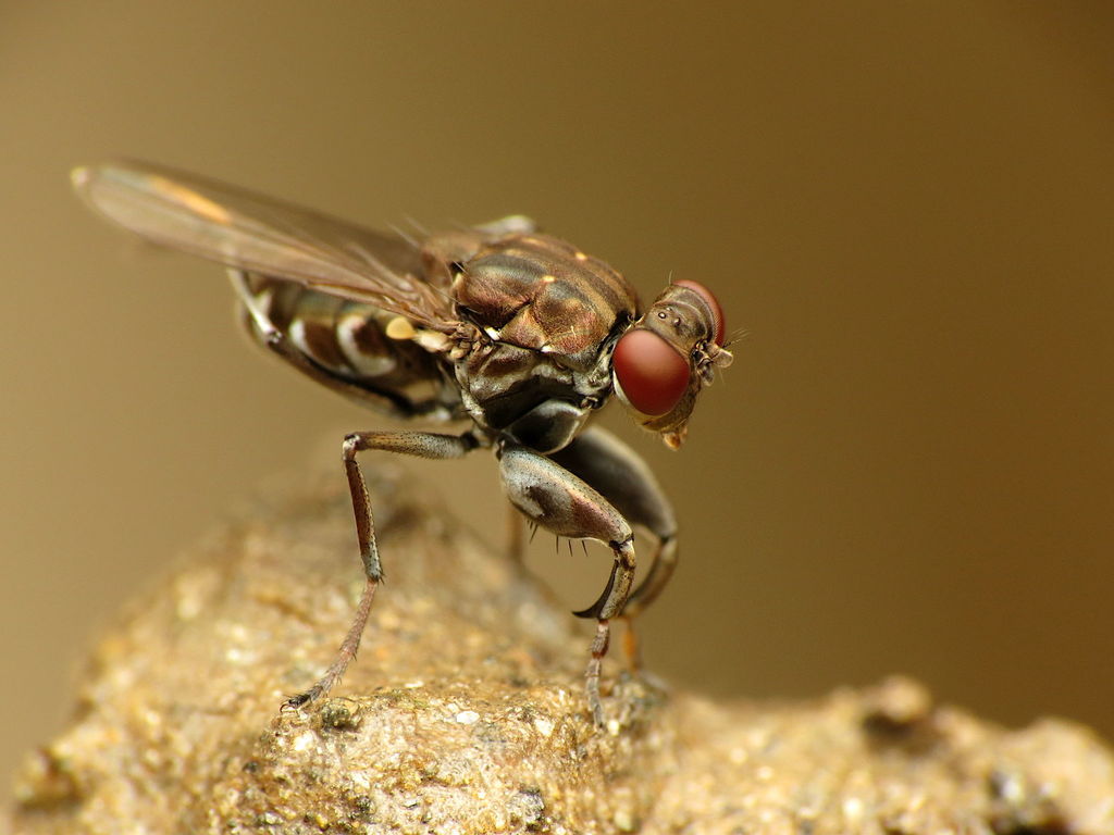 Ochthera tuberculata