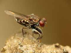 Ochthera tuberculata