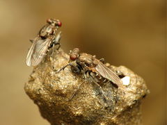 Ochthera tuberculata