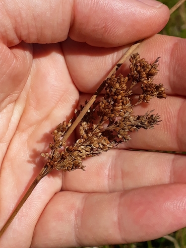 Pale rush (Juncus pallidus)