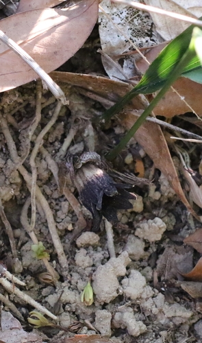 Aspidistra punctata, photograph 2
