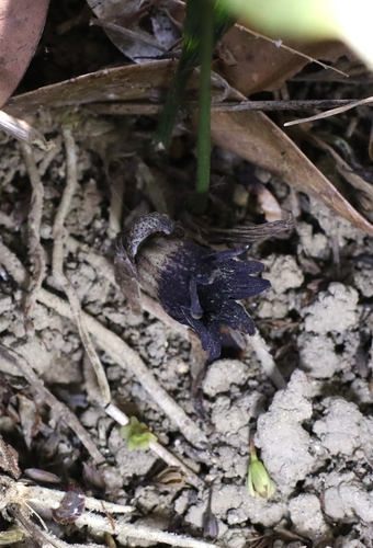 Aspidistra punctata, photograph 3