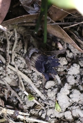 author not stated, no rights reserved Aspidistra punctata, photograph author not stated, no rights reserved