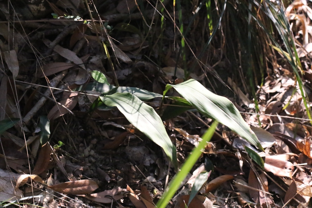 Aspidistra punctata; photograph author not stated, no rights reserved