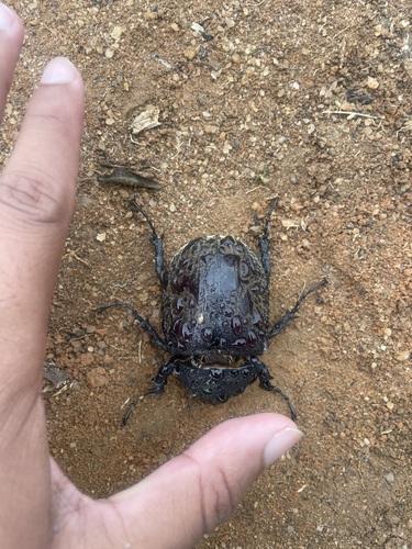 Anubis Beetle