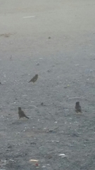 Acridotheres tristis