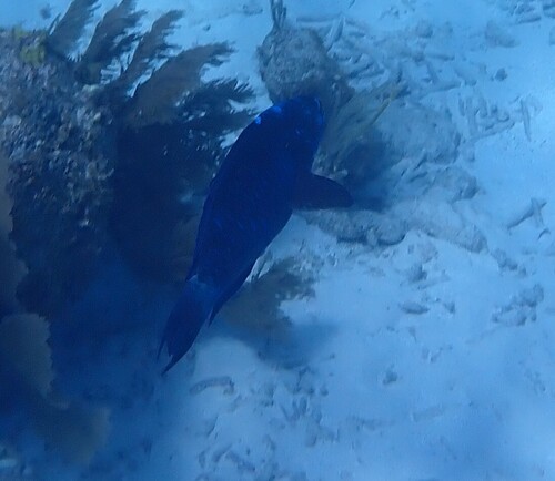 Scarus coelestinus