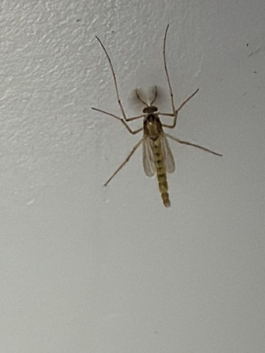 Unknown species found near Reseda Dr, Houston, TX, US