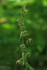 Epipactis papillosa