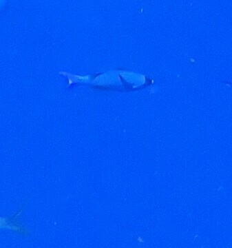 Bodianus parrae
