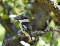 Halcyon chelicuti chelicuti