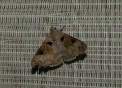 Avatha discolor
