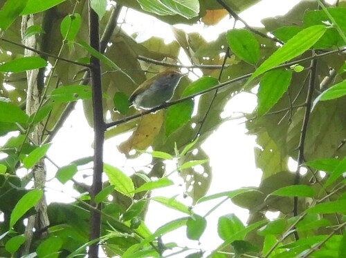 Dark-necked Tailorbird (Orthotomus atrogularis), photo 9