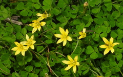 Gagea peduncularis