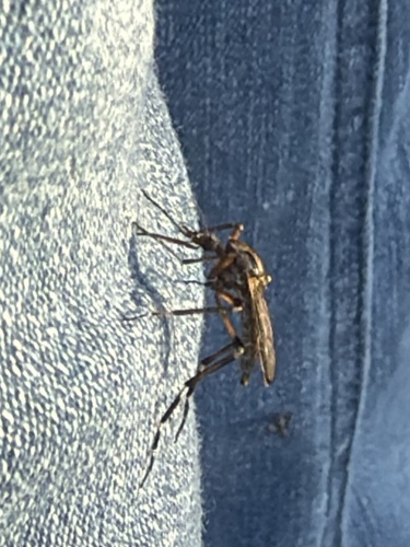 Unknown species found near E Purdue Ln, Deer Park, TX, US