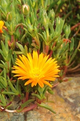 Lampranthus glaucoides