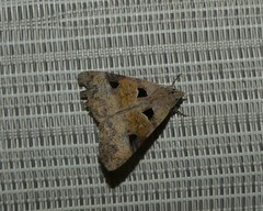 Avatha discolor