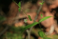 Stellaria fenzlii