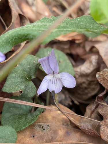 Prostrate blue violet (Viola walteri)
