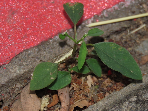 Euphorbia graminea (Euphorbia graminea)