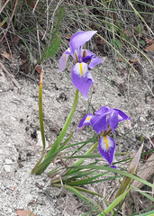 Iris unguicularis syriaca