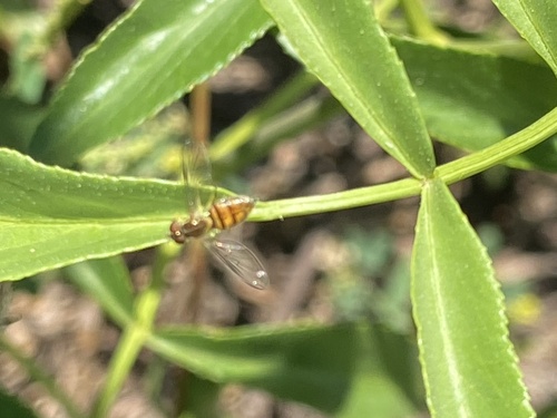 Unknown species found near Coto De Caza, CA 92679, USA
