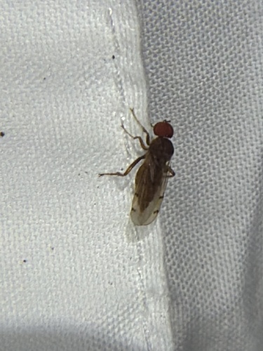 Unknown species found near E Purdue Ln, Deer Park, TX, US