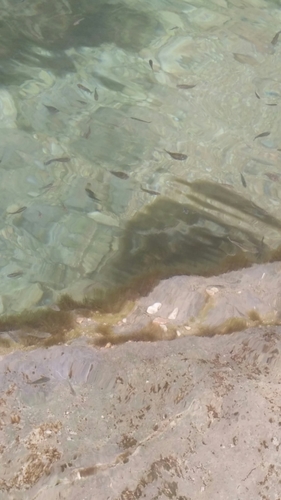 Aphaniops stoliczkanus